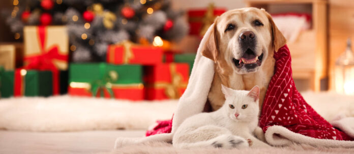 Haustiere wie Hund und Katze können treue Begleiter sein, bedeuten aber auch lebenslange Verantwortung, die man übernimmt. Deshalb zu Weihnachten keine Tiere unbedacht verschenken.